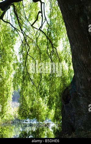 backlit view of williow tree Stock Photo