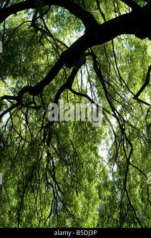 backlit view of williow tree Stock Photo