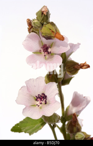 Marshmallow Althaea officinalis Stock Photo