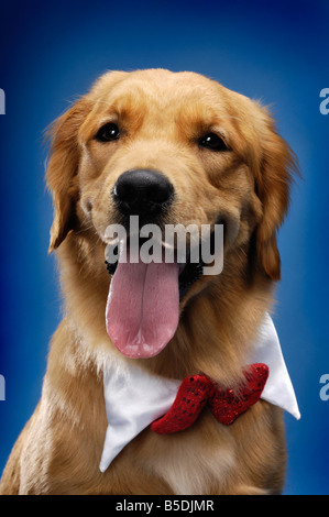 adorable golden retriever puppy wearing red bandana and sunglasses, panting  and sticking out tongue, sitting isolated on white background in studio  Stock Photo - Alamy