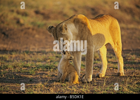 Predator Affection Stock Photo