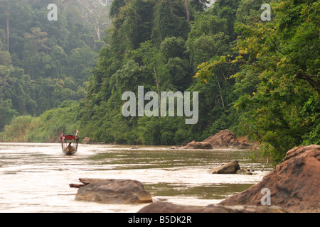 Malaysian Tropical Rainforest at Pahang National Park Stock Photo