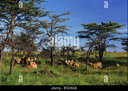 Lion, Hyenas, Jackals, and Vultures Stock Photo