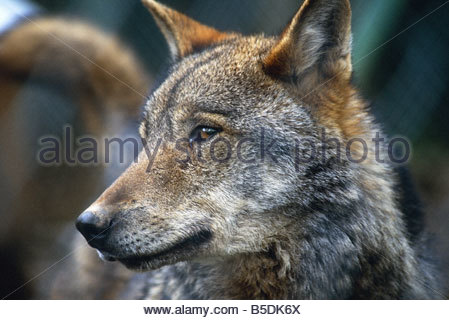 Italian Wolf (Canis lupus italicus), captive animal walking Stock Photo ...