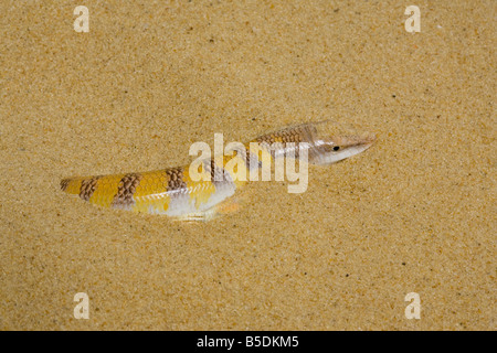 Sandfish, Scincus scincus from North Africa. Family Scincidae. Stock Photo