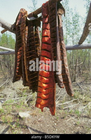 Large Chinook salmon fillets hang from a drying rack at an Indian village along the Chena River near Fairbanks, Alaska. Stock Photo