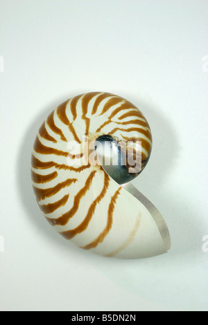 Shell of Pearl Nautilus, Chambered Nautilus (Nautilus pompilius) Stock Photo