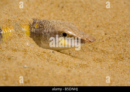 Sandfish Stock Photo