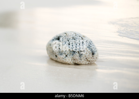 Coral on beach, surf in background Stock Photo