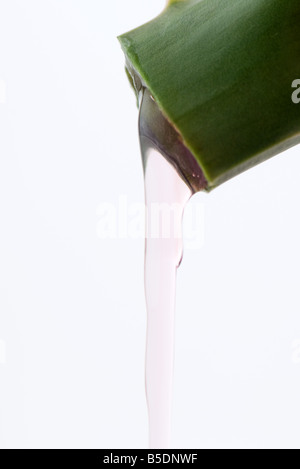 Gel flowing out of sliced open aloe vera plant, close-up Stock Photo