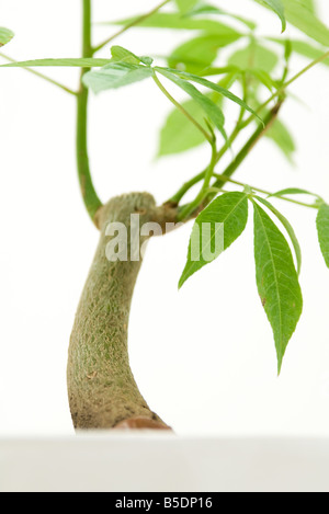 Close-up of potted silk floss tree Stock Photo