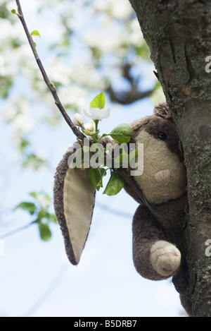 Stuffed rabbit in tree, peeking at camera Stock Photo
