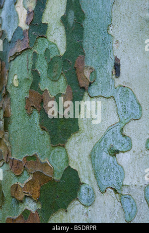 Colorful bark of sycamore tree Stock Photo