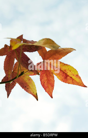 Leaves of Japanese maple, close-up Stock Photo