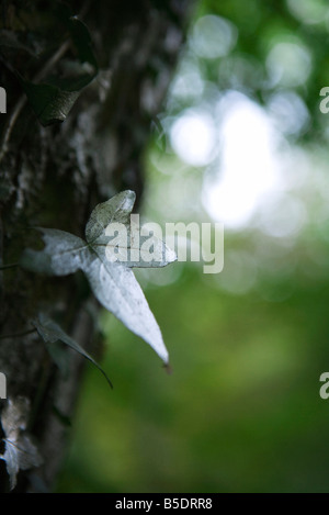 Silvery leaf on tree trunk, close-up Stock Photo