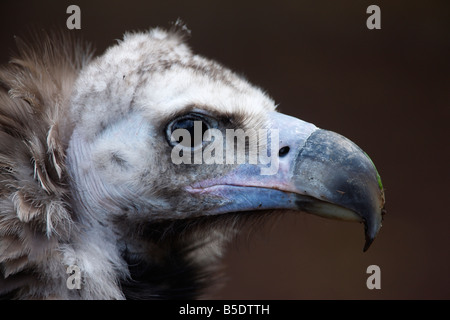 Eurasian black vulture Aegypius monachus head detail captive bird Also known as monk or cinereous vulture Stock Photo