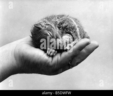 Helping hand for Tinker the squirrel. Cradled in the plam of a friendly hand, an orphan sleeps peacefully. Tinker, the baby squirrel, wasn't wanted by his mother. She threw him out of the nest. And he would have died if it hadn't been for the children of Theobalds Park School. One of them found three-week-old Tinker and took him to nature-study teacher Edward Easter. Since then, the children of the school - near Cheshunt, Herts - have been giving orphan Tinker a helping hand. Every hour, Tinker is fed through an eye-dropper Stock Photo