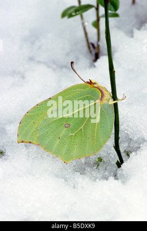 Brimstone (Gonepteryx rhamni) in snow, The species is one of the first to awake out of hibernation Stock Photo
