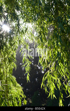 backlit view of williow tree Stock Photo