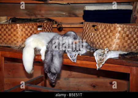 Native Indian collection of Furs at the authentic Indian Village Midand Ontario Canada Stock Photo