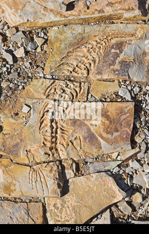 Africa, Namibia, Mesosaurus tenuidens fossil, full frame Stock Photo