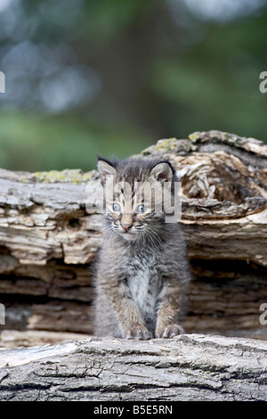 Siberian lynx (Eurasian lynx) (Lynx lynx) kitten, Sandstone, Minnesota, USA, North America Stock Photo