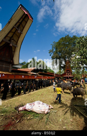 Funeral Ceremony with Buffalo Slaughter at Tallunglipu Village in Tana Toraja on Sulawesi in Indonesia Stock Photo