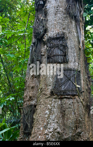 Baby Graves in the Trees in Kambira Village in Tana Toraja on Sulawesi in Indonesia Stock Photo