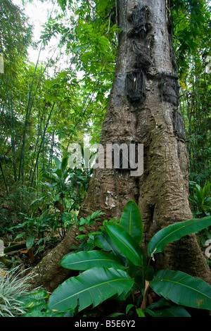 Baby Graves in the Trees in Kambira Village in Tana Toraja on Sulawesi in Indonesia Stock Photo