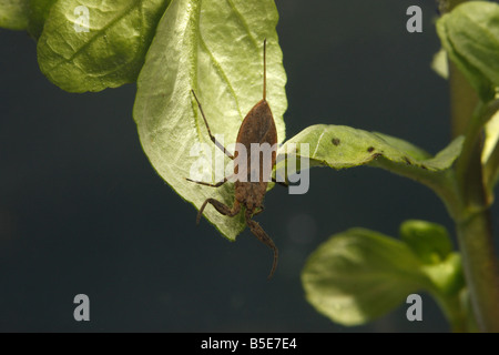 Water scorpion Nepa cinerea Midlands UK Stock Photo