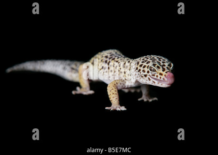 Live Female Leopard Gecko on a black background