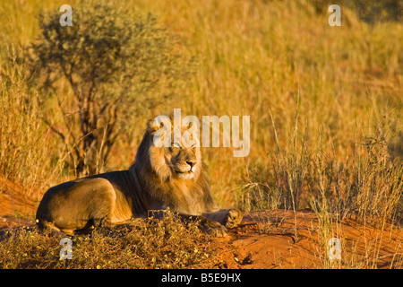 Africa, Namibia, Lion (Panthera leo) lying in grass Stock Photo