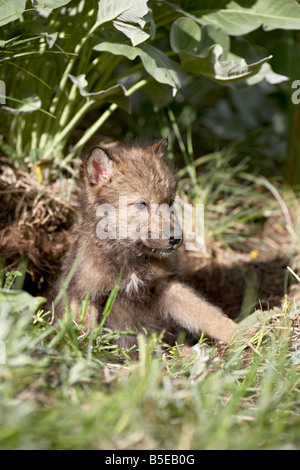 Gray wolf (Canis lupus) pup in captivity, Animals of Montana, Bozeman, Montana, USA, North America Stock Photo