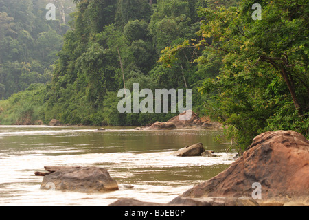 Malaysian Tropical Rainforest at Pahang National Park Stock Photo