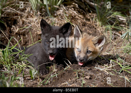 Red fox (Vulpes fulva) kits, one black phase, in captivity, Animals of Montana, Bozeman, Montana, USA, North America Stock Photo