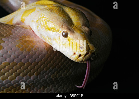 Male Albino Burmese Python snake on a black background Stock Photo