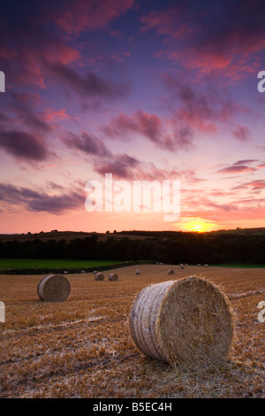 Circular hay bales at harvest time in a mid Devon field England Stock Photo