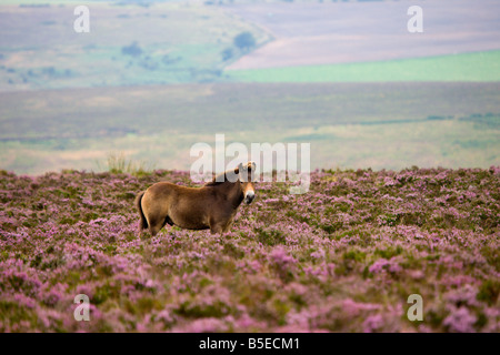 Exmoor pony roaming wild over the heather carpeted moors in late summer Exmoor National Park Somerset England Stock Photo