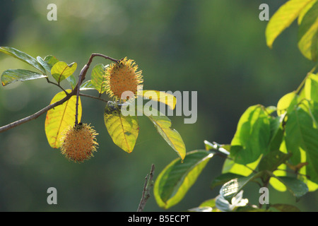 Rambutan The local fruit of Malaysia Stock Photo