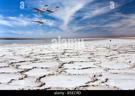 Flamingos fly over the remote Tuyajto Lagoon and Salt Flats at 3800m in Atacama Desert in the North of Chile in South America Stock Photo