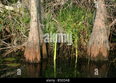 Bald Cypress Trees Taxodium distichum Okefenokee NWR Georgia Stock Photo