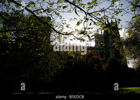 City of York, England. Silhouetted autumnal view of a tree within Dean’s Park with York Minster in the background. Stock Photo