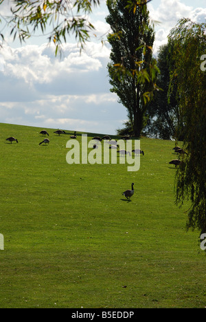 Canadian Geese Stock Photo