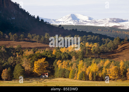 Autumn coloured larch trees & pine woodland; views of snow-capped mountains of Braeriach (Braigh Riabhach), Cairngorms National Park, Scotland, UK Stock Photo