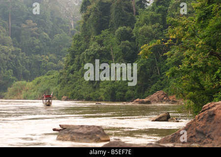 Malaysian Tropical Rainforest at Pahang National Park Stock Photo