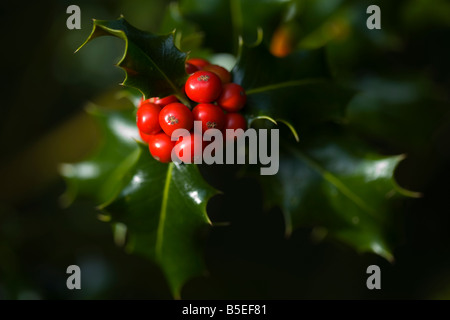 A close up of holly berries and holly leaves Stock Photo