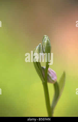 Buds of a Wild Bee Orchid (Ophrys apifera) on a Norfolk meadow UK Stock Photo