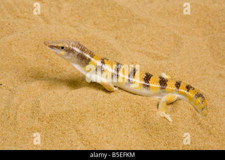 Sandfish Stock Photo