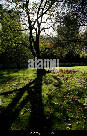 City of York, England. Silhouetted autumnal view of a tree within Dean’s Park with York Minster in the background. Stock Photo