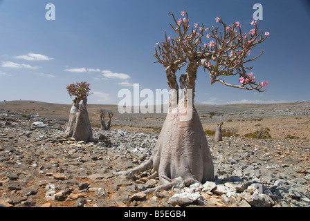 Bottle tree desert rose adenium obesum endemic to island Diksam Plateau central Socotra Island Yemen Middle East Stock Photo